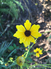 Coreopsis tinctoria atkinsoniana