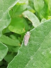 Apogonalia fraterna