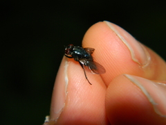Eudasyphora