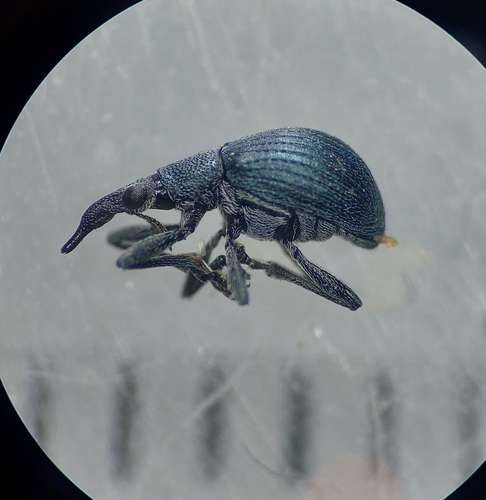 Oxystoma ochropus