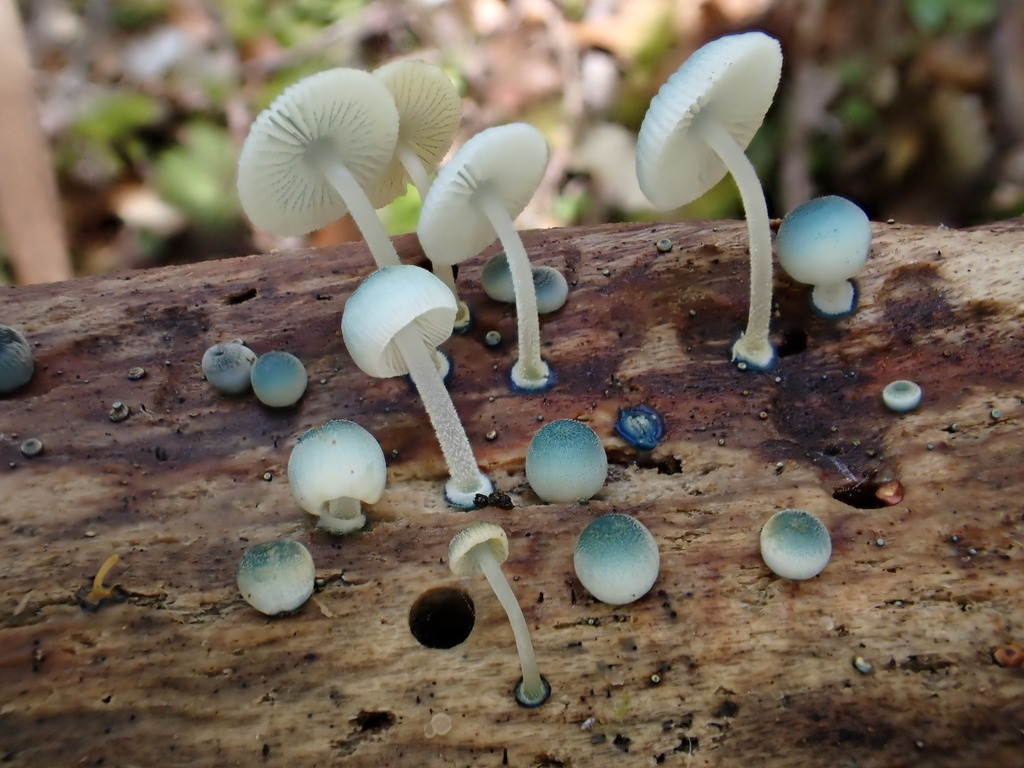 Mycena interrupta · March 2025 · photo: © oqt (iNaturalist, cc-by)
