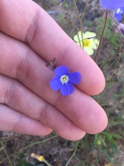 Heliophila acuminata