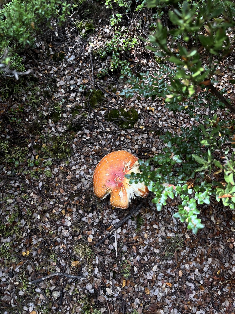 Amanita muscaria · March 2025 · photo: © oqt (iNaturalist, cc-by)