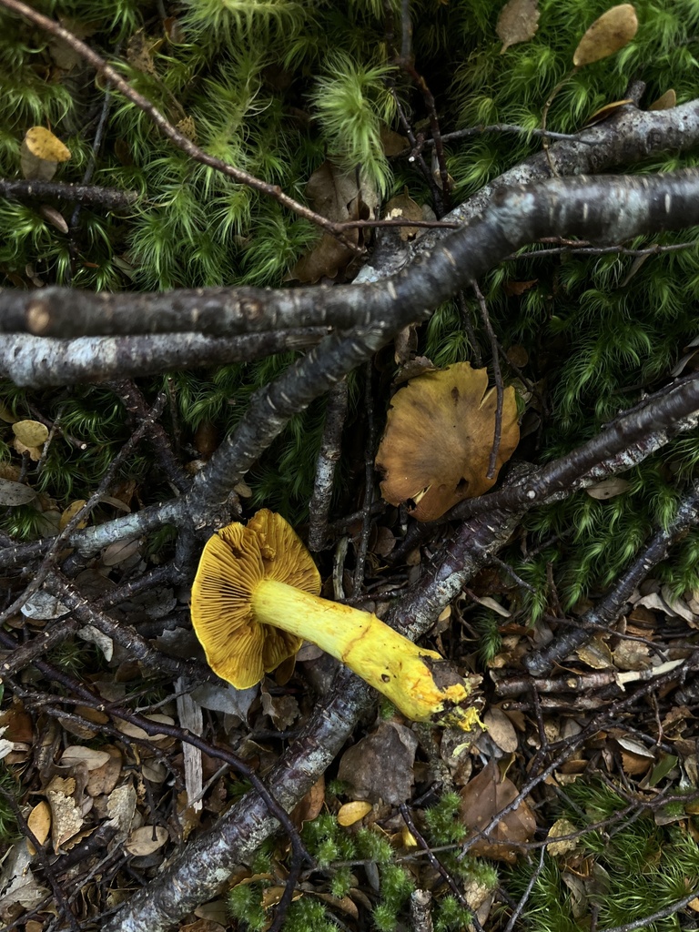 Cortinarius canarius · March 2025 · photo: © oqt (iNaturalist, cc-by)