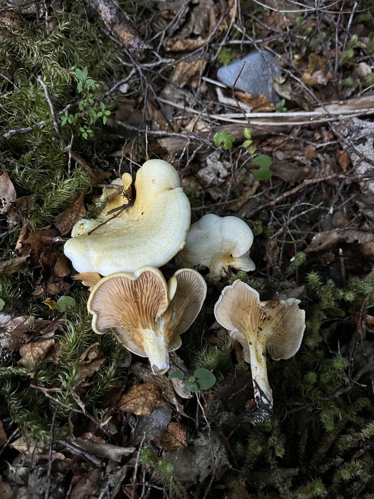 Hygrophoropsis coacta · March 2025 · photo: © oqt (iNaturalist, cc-by)