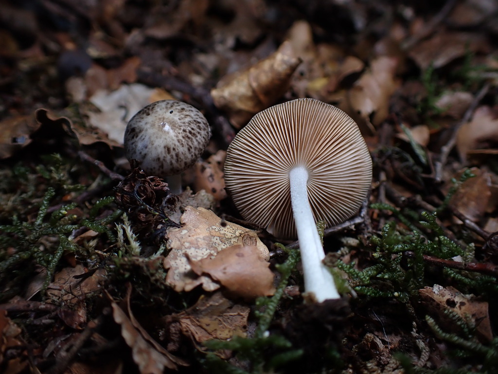 Bolbitius muscicola · March 2025 · photo: © oqt (iNaturalist, cc-by)