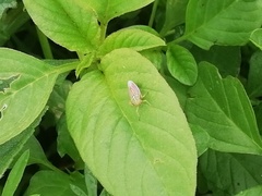 Apogonalia fraterna