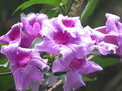 Cuspidaria convoluta