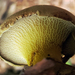 Boletinellus - Photo (c) aarongunnar, some rights reserved (CC BY), uploaded by aarongunnar