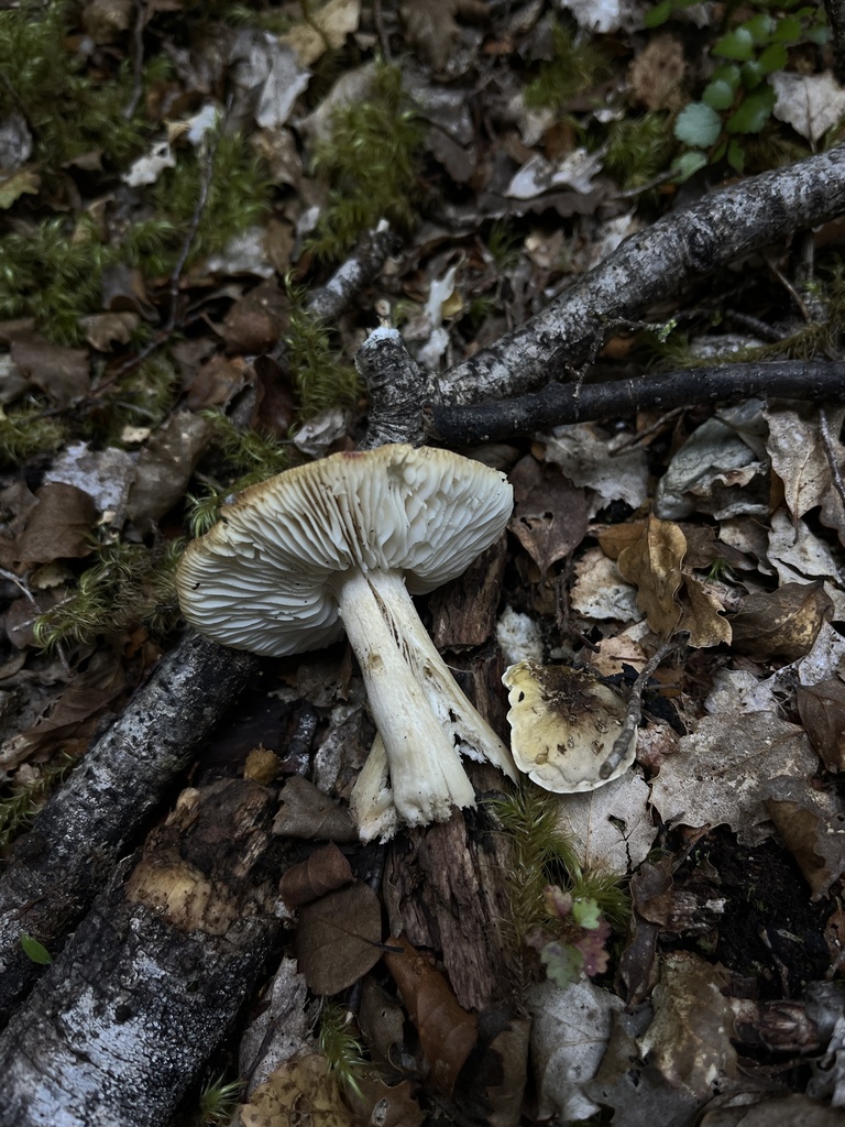 Tricholoma viridiolivaceum · March 2025 · photo: © oqt (iNaturalist, cc-by)