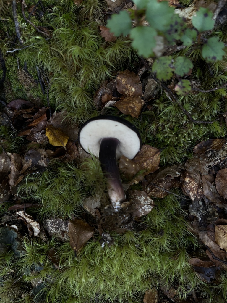 Tylopilus formosus · March 2025 · photo: © oqt (iNaturalist, cc-by)