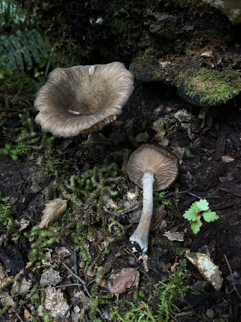 Armillaria novae-zelandiae · March 2025 · photo: © oqt (iNaturalist, cc-by)