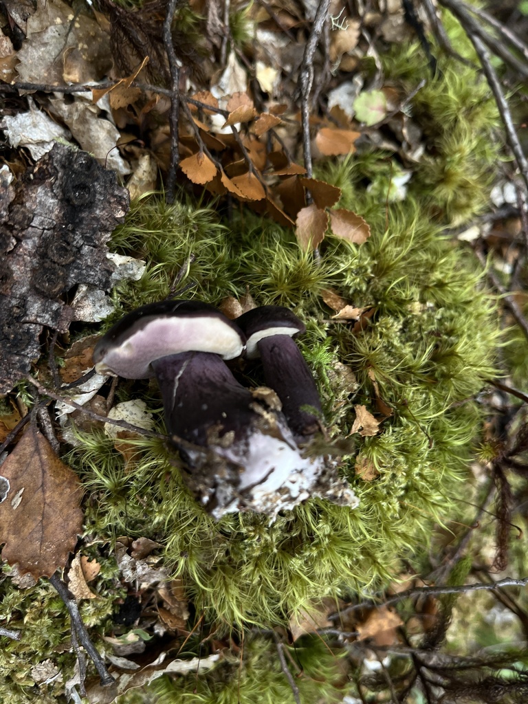 Tylopilus formosus · March 2025 · photo: © oqt (iNaturalist, cc-by)