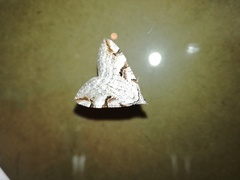 Aplocera praeformata