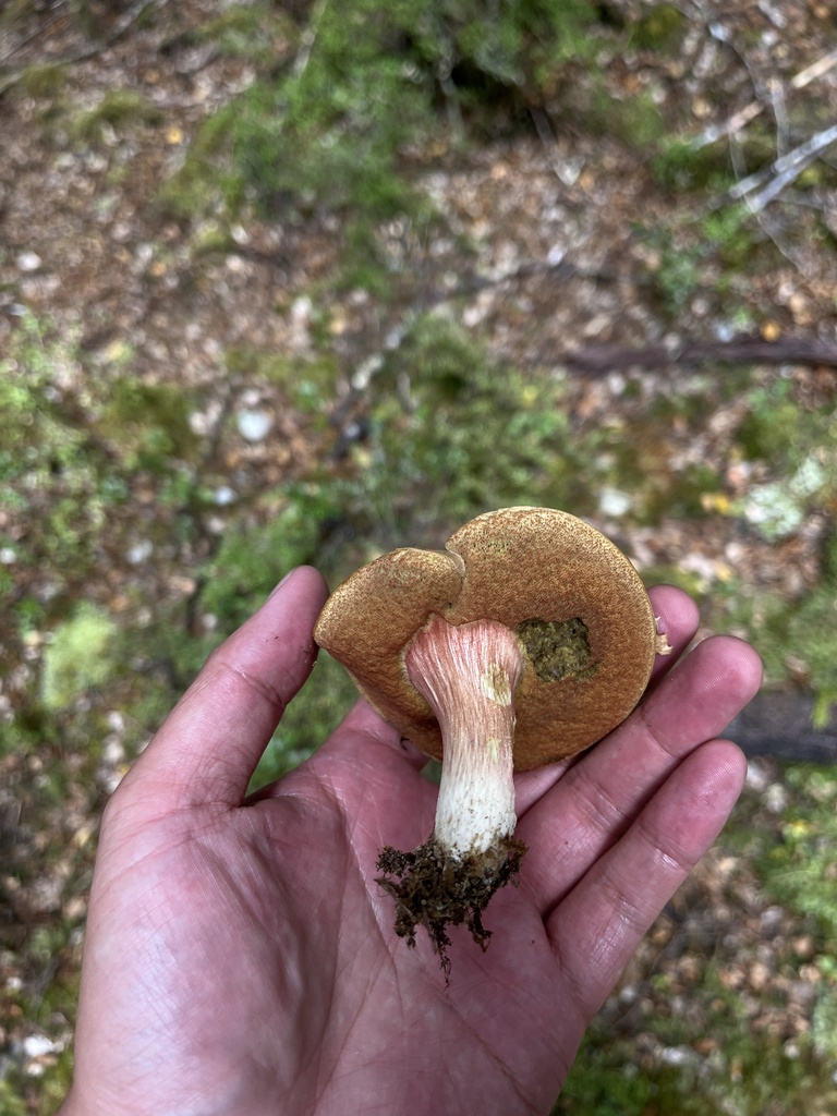Xerocomus nothofagi
