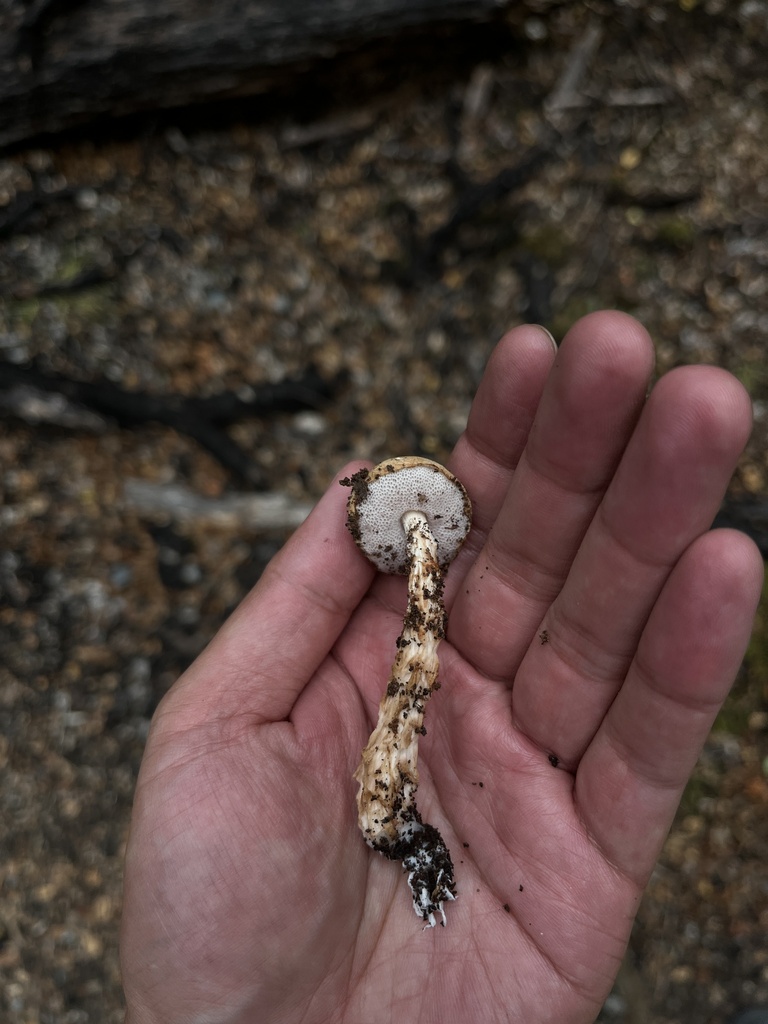 Austroboletus novae-zelandiae · March 2025 · photo: © oqt (iNaturalist, cc-by)