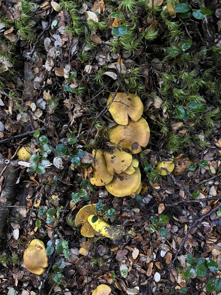 Cortinarius canarius · March 2025 · photo: © oqt (iNaturalist, cc-by)