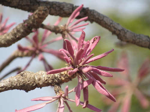 Shea Tree