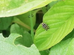 Pachyntheisa concinna