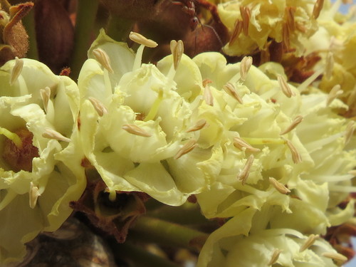Shea Tree