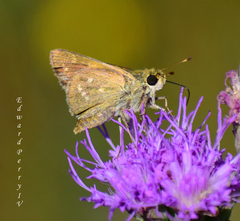 Hesperia attalus slossonae