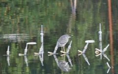 Nycticorax nycticorax