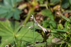 Pterophorus pentadactyla