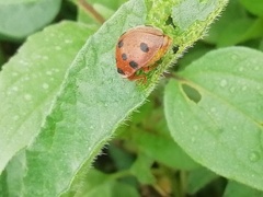 Epilachna tredecimnotata