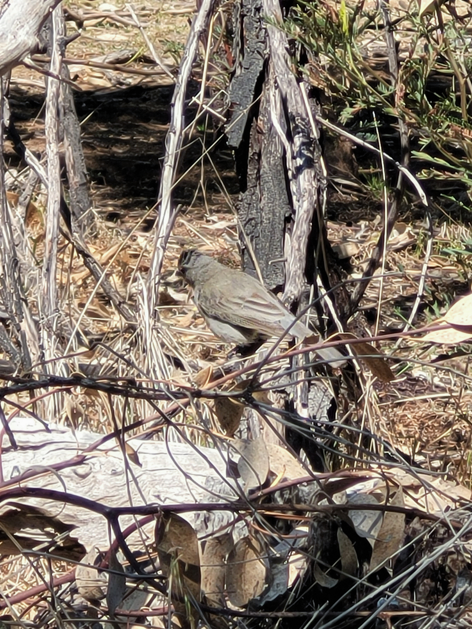 Gilbert's Whistler (Pachycephala inornata), photo 6