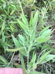 Dichanthelium scoparium