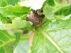 Helocassis testudinaria