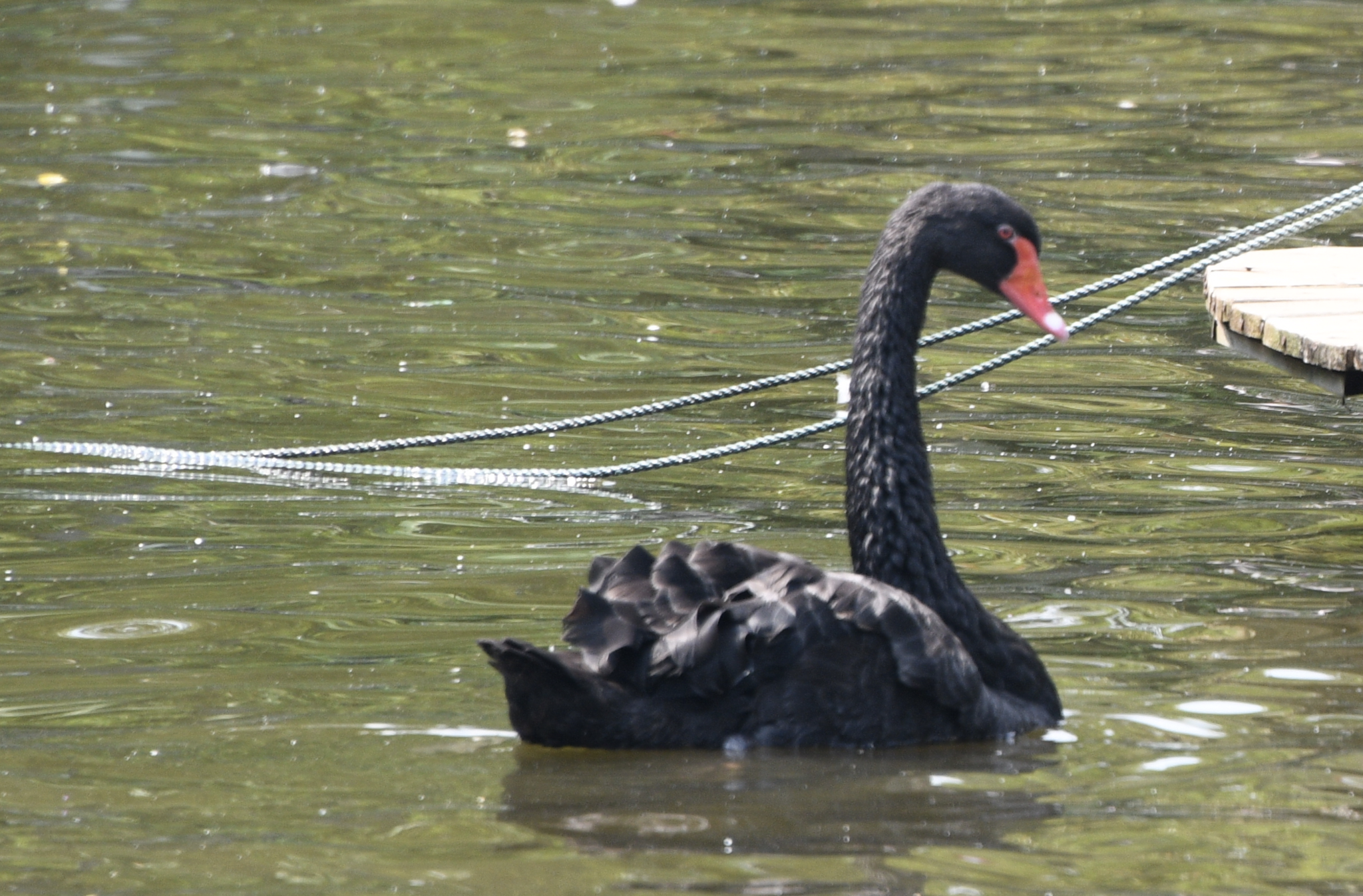 Black Swan
