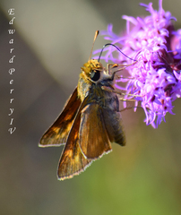 Hesperia meskei straton