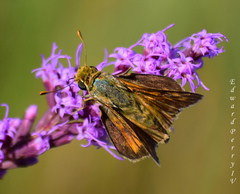Hesperia meskei straton