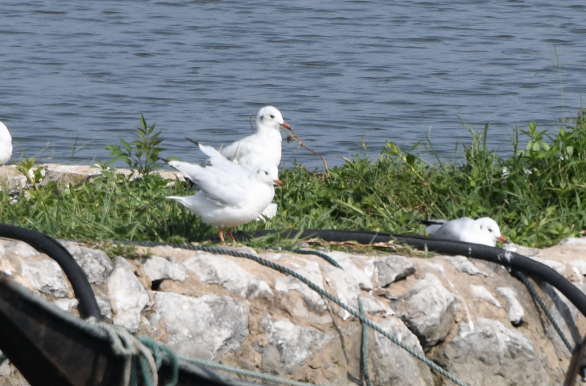 Black-headed Gull