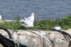 Chroicocephalus ridibundus
