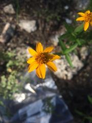 Wedelia acapulcensis