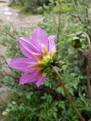 Dahlia sherffii