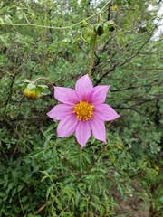 Dahlia sherffii