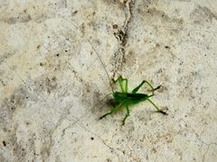 Neobarrettia sinaloae