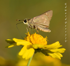 Hesperia attalus slossonae