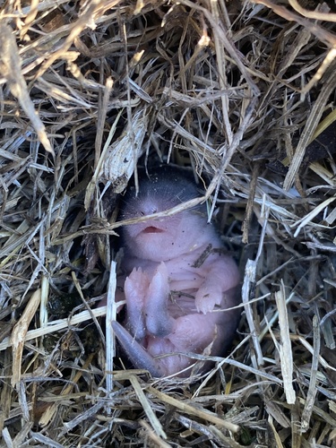 iNaturalist observation photo of California Vole