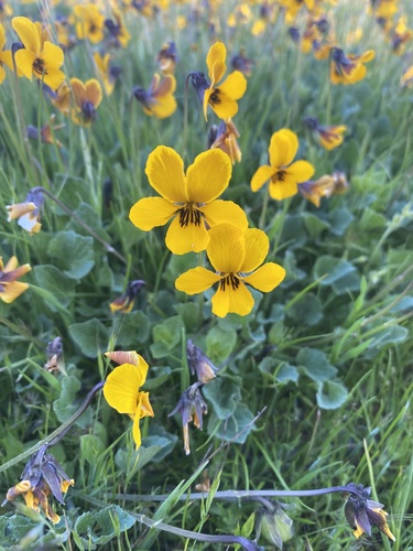 iNaturalist observation photo of California Golden Violet