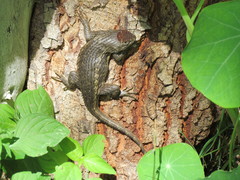 Sceloporus horridus