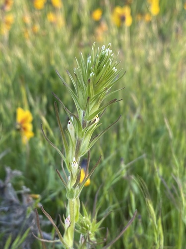iNaturalist observation photo of valley tassels
