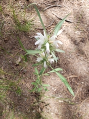 Monarda citriodora austromontana
