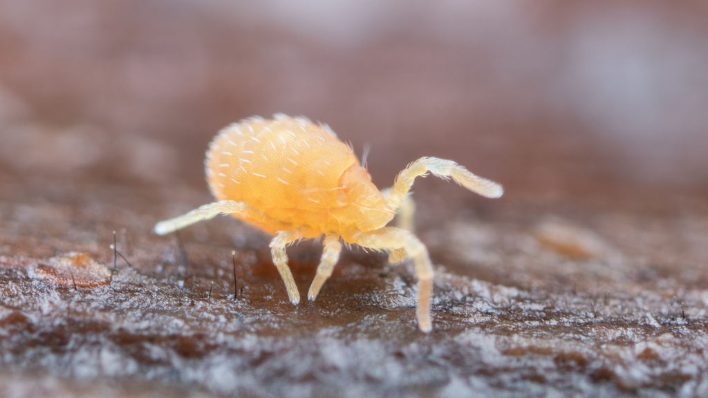 Terpnacaridae