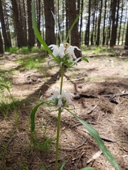 Monarda citriodora austromontana
