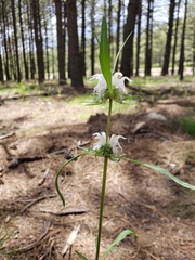 Monarda citriodora austromontana