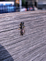 Ectemnius stirpicola